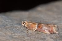 Acrobasis repandana