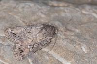 Dichagyris forcipula