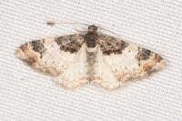Catarhoe cuculata