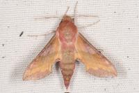 Deilephila porcellus