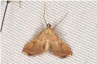 Endotricha flammealis