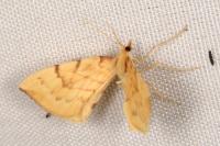 Gandaritis pyraliata