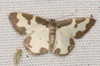 Lomaspilis marginata