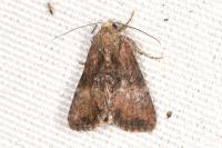 Mesoligia furuncula