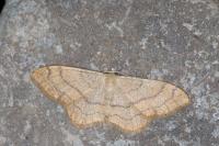 Idaea aversata