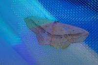 Scopula imitaria