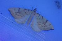 Gandaritis pyraliata