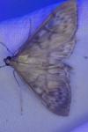 Patania ruralis