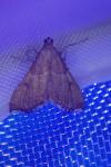 Endotricha flammealis
