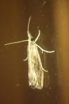 Catoptria verellus