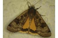 Noctua pronuba