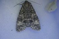 Acronicta megacephala