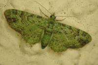 Pasiphila rectangulata