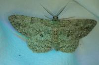 Hypomecis punctinalis