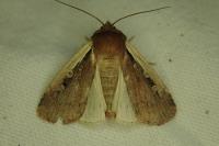Ochropleura plecta