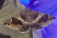Dysgonia algira