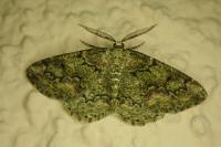 Cleorodes lichenaria