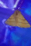 Malacosoma neustria