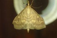 Ostrinia nubilalis