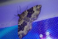 Epirrhoe alternata