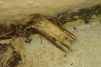 Axylia putris