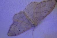 Idaea aversata