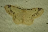 Idaea trigeminata