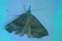 Hypena proboscidalis