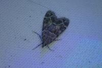 Eudonia mercurella