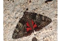 Catocala promissa