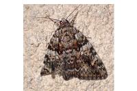 Catocala promissa