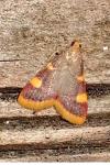 Hypsopygia costalis