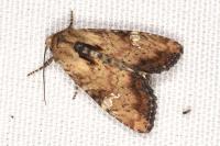 Apamea scolopacina