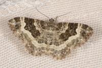 Epirrhoe alternata