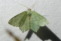 Hemithea aestivaria