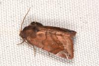 Cosmia pyralina