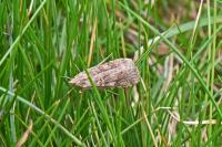 Nomophila noctuella