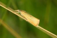 Xanthocrambus saxonellus