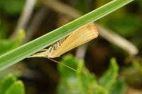 Xanthocrambus saxonellus