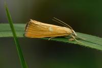 Xanthocrambus saxonellus