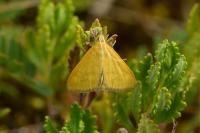 Mecyna lutealis