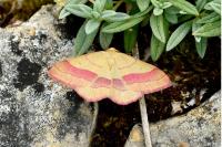 Rhodostrophia vibicaria