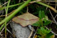 Rhodostrophia vibicaria