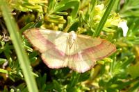 Rhodostrophia vibicaria