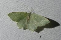 Hemithea aestivaria