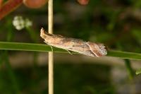 Ancylosis cinnamomella