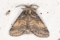Gluphisia crenata