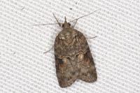 Nycteola revayana