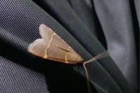 Hypsopygia glaucinalis