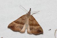Hypena proboscidalis
